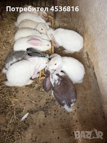 Продавам зайци на различна възраст