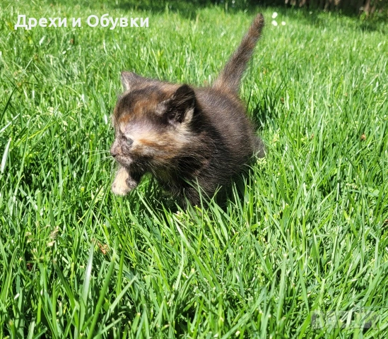 Подарявам малко шарено котенце , снимка 5 - Други - 54566798