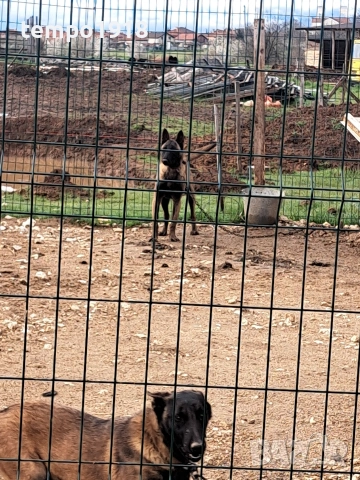 Белгийски Овчарки Малиноа, снимка 5 - Белгийска овчарка - 47358276