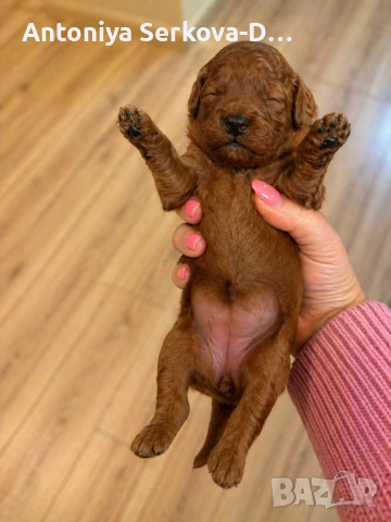 Poodle toy/Пудел Той