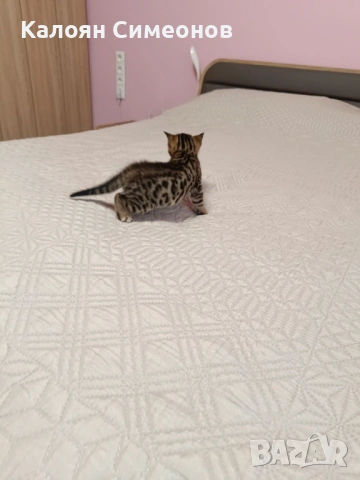Бенгалски котета, снимка 5 - Бенгалски - 54357737