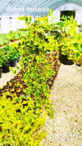 Евонимус Емералд Голд, Euonymus Emerald and Gold!!!, снимка 5 - Градински цветя и растения - 54317303