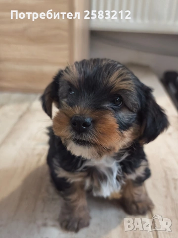 Йоркширски териер, снимка 4 - Йоркширски териер - 54361343