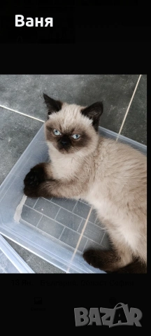 шотландско коте