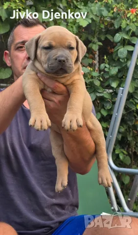 Американско були ХЛ /American bully XL, снимка 8 - Други - 55673984