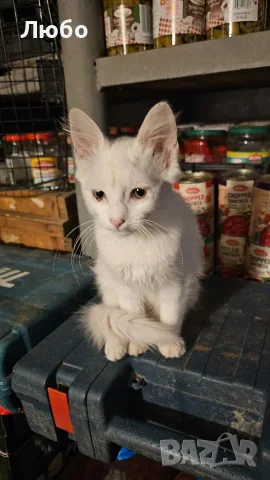 Котенца.на два месеца.чисто бели чудесни за домашен Любимец, снимка 6 - Други - 55577575