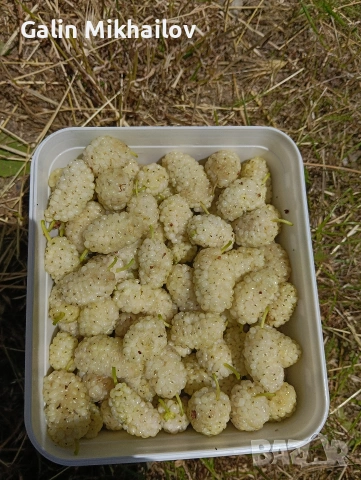 Черници плод , лозови листа , сезонни билки, снимка 3 - Домашни продукти - 54907435
