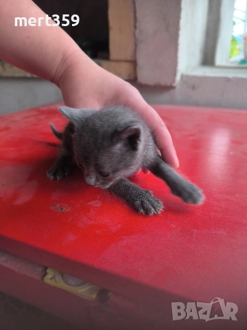 котенца 40 дена 3 бр женски , снимка 6 - Други - 54912714