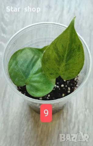 Филодендрон- Philodendron Hederaceum Variegata, снимка 9 - Стайни растения - 55295623