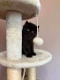Персийски котенца , снимка 7