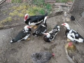 Неми патици , снимка 2