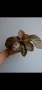 Еписция, episcia Jim's rose garden, снимка 2