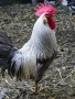 Петли италианка Изабела , снимка 1