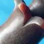 Генералски жезъл, чибук, инсигния., снимка 3