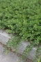 Котонеастър Дамери Мажор, Cotoneaster Dammeri Major, снимка 1