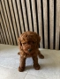 Мини Пудели / Mini Poodles, снимка 4