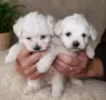 Малтийски болонки!!, снимка 3