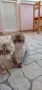 Персийски котета, снимка 7