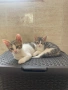 Търсим дом за две прекрасни котенца — братче и сестриче 🐾  Две невероятни котенца (едно мъжко и едн, снимка 3