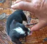 Продавам мини чихуахуа , снимка 3