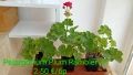 Сортово мушкато Pelargonium Plum Rambler , снимка 4