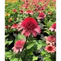 Echinacea ‘Raspberry Truffle-Ехинацея малинов трюфел, снимка 1