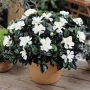 Гардения / Gardenia “Jasminoides”, снимка 1