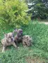 Френски булдог ....., снимка 1