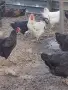 животни селскостопански петли, снимка 2