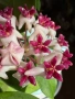 Hoya Хоя Patricia , снимка 3