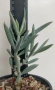 Сенецио (Senecio serpens) сукулентно растение 13-14 см, снимка 1