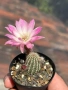 Кактус Chamaecereus Hybrid розово-бял цвят много красив цъфтеж., снимка 2