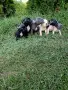 Кученца Френски булдог , снимка 6