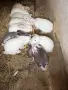 Продавам зайци на различна възраст, снимка 1