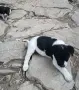 Подарявам кученца, снимка 2