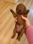 Poodle toy/Пудел Той, снимка 1