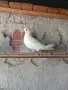 продавам гълъби, снимка 15