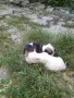 Чихуахуа, две мъжкарчета. , снимка 2