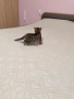 Бенгалски котета, снимка 5