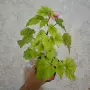 Многогодишни Стайни Бегонии 2 вида, снимка 9