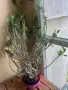 подарявам стайни цветя , снимка 2