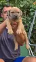 Американско були ХЛ /American bully XL, снимка 8