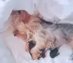 Свободно женско йорки, снимка 6