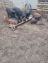 Източнобалкански свине, снимка 3