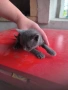 котенца 40 дена 3 бр женски , снимка 6