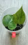 Филодендрон- Philodendron Hederaceum Variegata, снимка 9