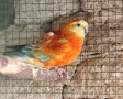 Продавам пойни папагали , снимка 2