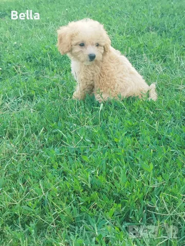 Малтипу/Maltipoo
