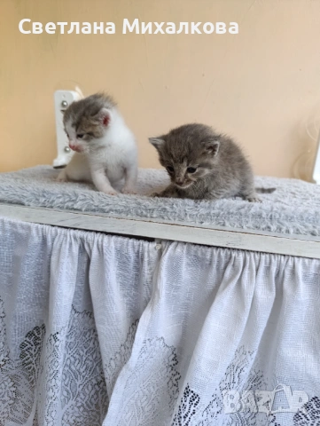 Подарявам две малки котенца , снимка 2 - Други - 54750808
