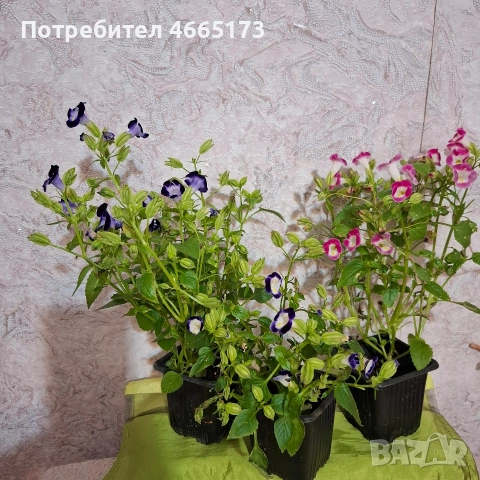 Комплект Цветя Торения